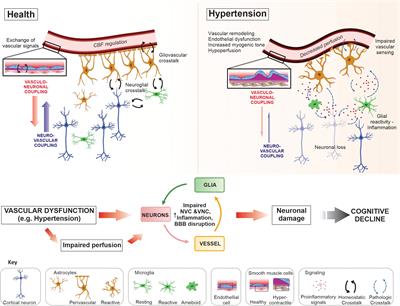 Vasculo-Neuronal Coupling and Neurovascular Coupling at the Neurovascular Unit: Impact of Hypertension